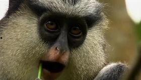 黑猩猩帝国,揭秘非洲丛林中的神秘社会