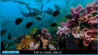 纪录片：海底世界