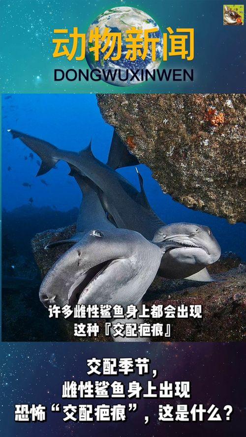 鲨鱼季节,揭秘海洋霸主的迁徙奥秘